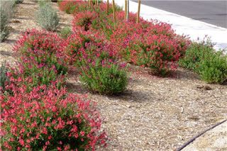 Las Aventuras: Salvia 'Lipstick Sage' Fast Growing Pine Trees, Xeriscape Plants, Salvia Greggii, Autumn Sage, Texas Landscaping, Ornamental Garden, Westbury Gardens, Lipstick Plant, Narrow Garden