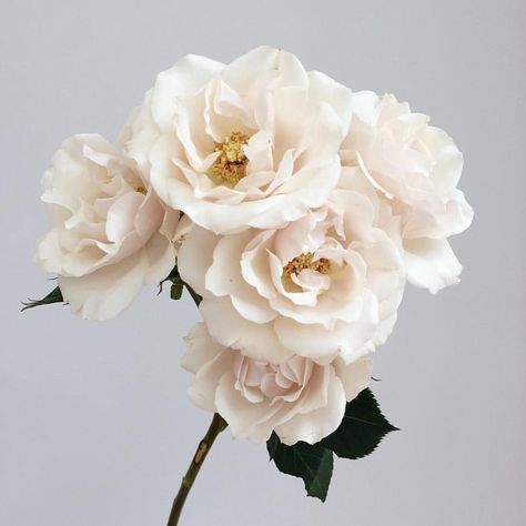 White majolica spray roses: all year ... Hydrangea Quickfire, Muted Bouquet, Foggy Spring, Floral Names, Flower Library, White Spray Roses, Individual Flowers, Flower Board, White Boutonniere