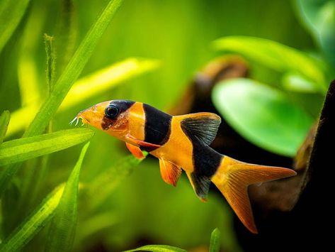 Clown Loaches love snails as a part of their diet so don’t be concerned. Read our article for more information. #clownloach #clownloaches #clownloachsnails #clownloachessnails #largeclownloach #tropicalfish #aquariumfish #aquariumsnails #aquariumpests Loach Fish, Clown Loach, Aquarium Snails, Community Tanks, Tropical Freshwater Fish, Brine Shrimp, Freshwater Aquarium Fish, Healthy Fish, Small Tank