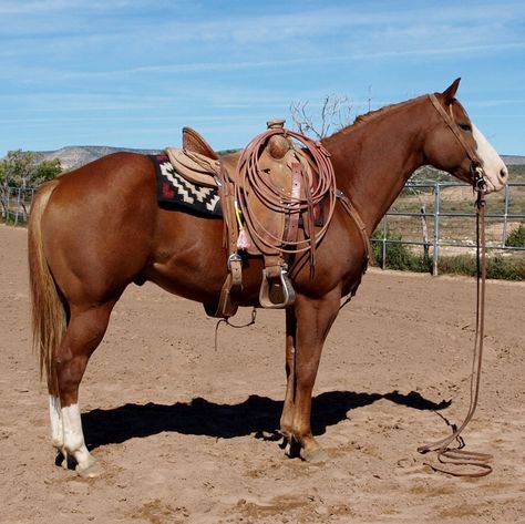 Chestnut Quarter Horse, Aqha Horses, Ranch Riding, Ranch Horse, Cute Horse Pictures, Barrel Racing Horses, Rodeo Horses, Barrel Horse, Dream Horse