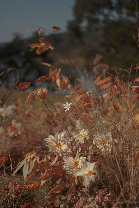 Flowers In Autumn, Autumn Flowers Aesthetic, Brown Flowers Aesthetic, Autumn Wedding Aesthetic, Fall Flowers Aesthetic, Fall Wild Flowers, Autumn Wildflowers, Australian Gothic, Flannel Aesthetic