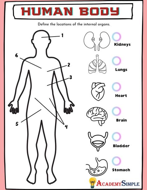 Our Sense Organs Worksheet, Human Body Organs Name, Internal Organs Worksheet, Maths Chart, Internal Organs For Kids, Body Organs Diagram, Internal Body Parts For Kids, Internal Organs Diagram, Human Body Diagram