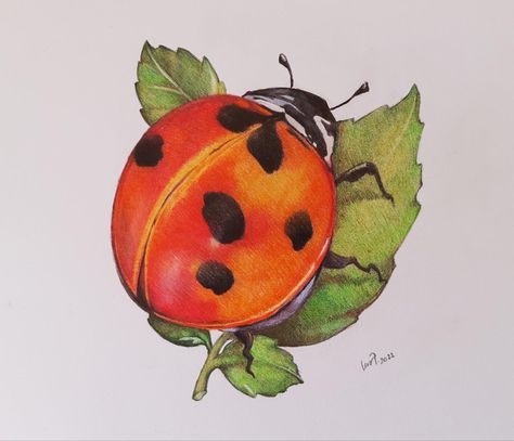 #ladybug #coloredpencil #coloredpencildrawing #coloredpencilart #drawingideas #drawing #fabercastellpolychromos #polychromos #realisticdrawing Ladybug Drawing Insects, Drawing Insects, Ladybug Drawing, Faber Castell Polychromos, Bugs, Insects, Tattoo Ideas, Coloring Pages, Bee