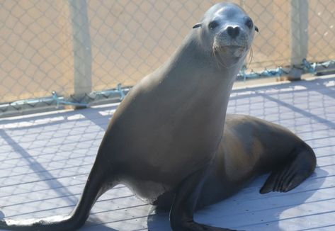 Nemo is a bit of a rescue from California but is now an elder. Newport events, travel tips, Depoe Bay Finding Nemo Coral Reef, Nemo In Slumberland, California Sea Lion, Oregon Coast Aquarium, Audubon Aquarium New Orleans, Newport Oregon, Seaworld San Diego, Depoe Bay, Southern Oregon Coast