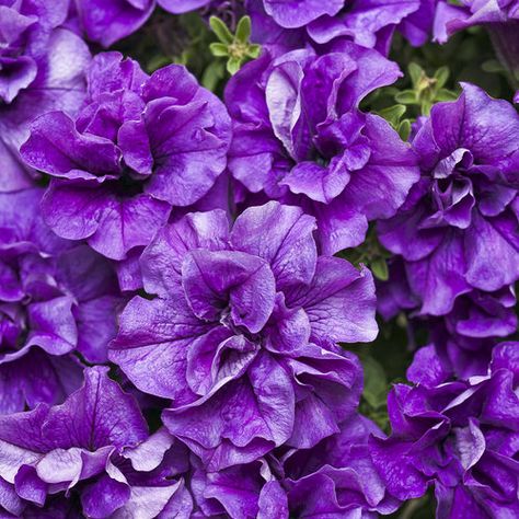 Gorgeous! Supertunia® Double Dark Blue is a great contrast for a bright yellow or orange bloom in a mixed container, or terrific on its own too! Purple Petunias, Ornamental Cabbage, Flower Walls, Backyard Designs, Purple Shades, Blue And Purple Flowers, Proven Winners, Annual Flowers, Drought Tolerant Plants