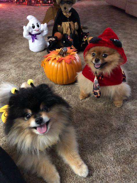 Dogs In Costumes, Sunny Pictures, Ghost Costume, Cute Animals Puppies, Best Friends Shoot, Equestrian Sports, Pomeranian Puppy, Pet Costumes, Beautiful Dogs