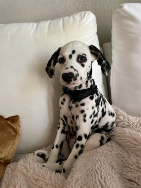 Dalmatian Chocolate Dalmatian, Fluffy Dalmatian, Cute Dalmatian, Every Dog Breed, Dalmatian Puppy, Dalmatian Dog, Dalmatian Dogs, Brain Training