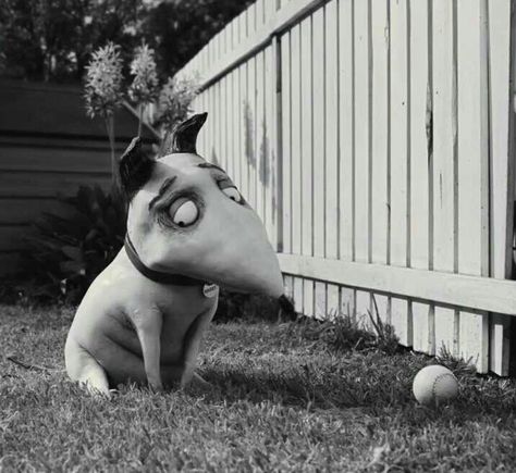 🖤 Frankenweenie Pfp, Frankenweenie Aesthetic, Franken Weenie, Charlie Tahan, Tim Burton Animation, Tim Burton Characters, Tim Burton Style, About A Boy, Martin Short