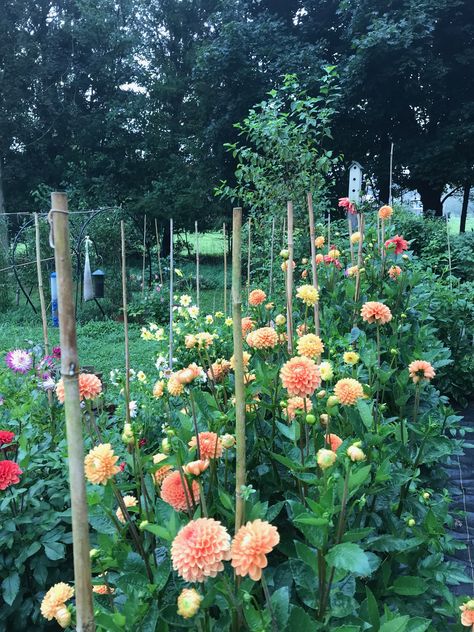 Urban Flower Garden, Dahlia Garden Layout, Dahlia Gardens, Dahlia Patch, Alabama Garden, Farmers Market Flowers, Landscaping A Slope, Dahlias Garden, Victory Garden