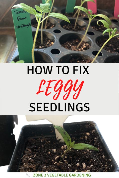 When To Transplant Tomato Seedlings, Growing Seedlings Indoors, Montana Gardening, Seeds To Start Indoors, Leggy Seedlings, Gardening Kit Gift, Transplanting Seedlings, Growing Tomatoes From Seed, Growing Seedlings