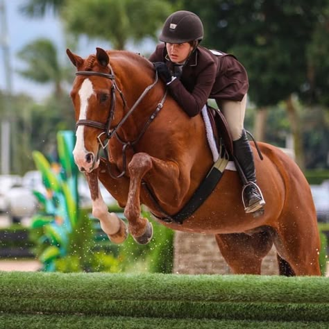 Hunter Jumper Aesthetic, Jumper Aesthetic, Hunter Jumper Horses, Hunter Horse, Dreams Become Reality, Equestrian Helmet, English Horse, English Riding, Hunter Jumper