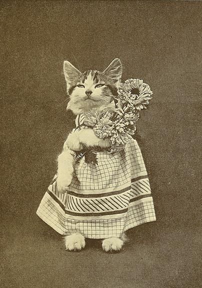 Harry Whittier Frees Harry Whittier Frees, Vintage Cats, Flower Cat, Cat Photos, Cat Books, Vintage Cat, Timeless Treasures, Flower Images, Movie Scenes