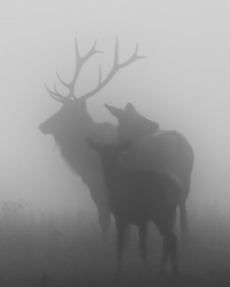 Elk in the Fog | ramislevy | Flickr Hunting Dogs Aesthetic, Elk Aesthetic Dark, Vintage Hunting Aesthetic, Melanistic Deer, Elk Aesthetic, Starflesh Core Aesthetic, Starflesh Core, Deer Aesthetic, Fog Aesthetic