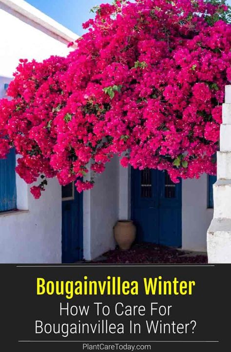 Do you grow Bougainvillea outside during summer and grow Bougainvillea inside during winter? It is possible, but you'll need to winterize your plants. Bougainvillea In Pots, Potted Bougainvillea, Bougainvillea Care, Arizona Plants, Florida Landscape, Foliar Spray, Fruit Bushes, Winter Gardening, Winter Survival