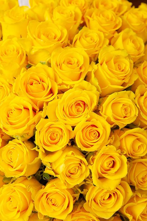 Red And Yellow Roses, Rose Flower Photos, Red Roses Wallpaper, Mustard Flowers, Rose Flower Pictures, Yellow Submarine, Luxury Flowers, Yellow Wallpaper, Yellow Aesthetic