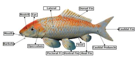 Koi Fish Anatomy Butterfly Koi Fish, Fish Anatomy, Koi Fish For Sale, Butterfly Koi, Fish For Sale, Koi Pond, Koi Fish, Goldfish, Koi