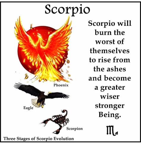 Scorpion Cake, Writing Toolkit, Scorpio Ascendant, Scorpio Energy, Scorpio Personality, All About Scorpio, Zodiac Quotes Scorpio, Scorpio Art, Astrology Scorpio