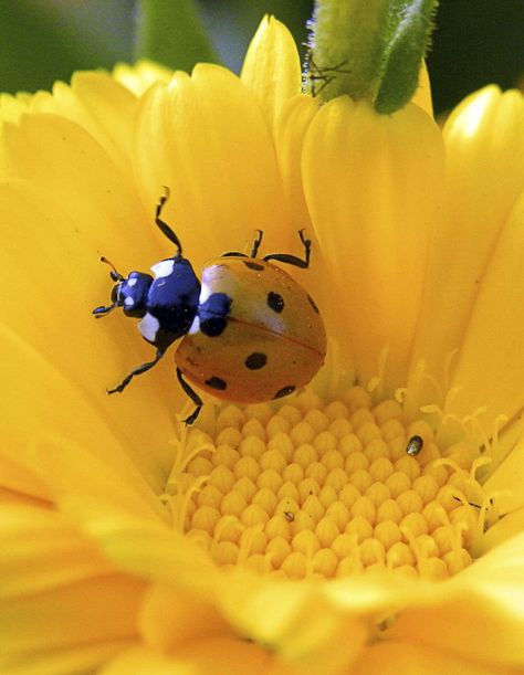 Nature Ladybug Meaning, Ladybug Nails, Yellow Ladybug, Foto Macro, Nature Journaling, Bed Bug Bites, Lady Beetle, Insect Tattoo, Ladybug Crafts