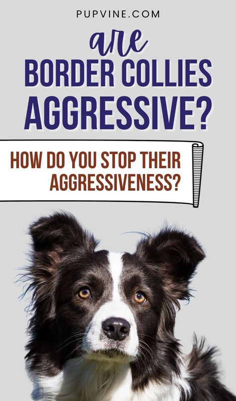 Are Border Collies aggressive? Here is everything you need to know about a Border Collie’s aggressive behavior, and how to deal with it. An untrained Border Collie may develop excessive herding instincts that cause him to bite, nip, and chase, but that can be fixed with appropriate training methods. Border Collie Haircut Styles, Border Collie Tips, Border Collie Puppy Training, Border Collie Training Tips, Short Haired Border Collie, Border Collie Humor, Border Collie Training, Border Collie Herding, Aggressive Behavior