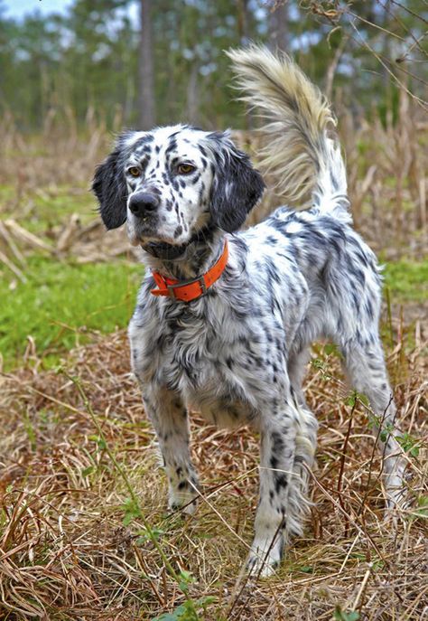 English Setter Puppies, Lovers Tattoo, Bobwhite Quail, English Setter Dogs, English Dogs, Good Dogs, Tattoos For Dog Lovers, Every Dog Breed, Akc Breeds