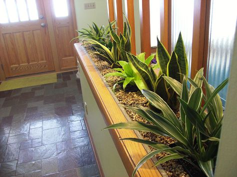 Mid Century Foyer, Mound House, Railing Planter Boxes, Indoor Planter Box, Brick Planter, Mid Century Plants, 4 Season Room, Green Vibes, Mid Century Planter