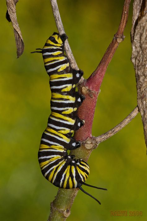 Monarch Butterfly Caterpillar, Embroidered Caterpillar, Caterpillar Species, Bug Watercolor, Pixie Design, Caterpillar Tattoo, Caterpillar Pictures, Colorful Caterpillar, Caterpillar To Butterfly