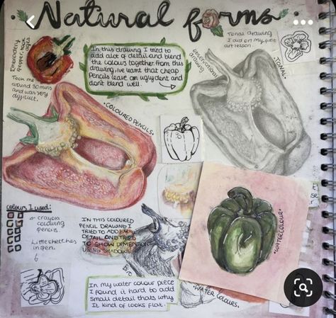 Junior Cert Art Cba, Textiles Mindmap Sketchbook Ideas, Natural Forms Sketchbook, Gcse Art Natural Forms, Observational Studies, Natural Forms Gcse, Fruit Collage, Textiles Gcse, Igcse Art