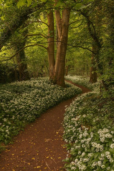 lancashire, canon 5d mark 3, and landscape image Taman Air, Driveway Landscaping, Image Nature, Forest Path, Walk In The Woods, Alam Yang Indah, Nature Aesthetic, Pretty Places, Fantasy Landscape