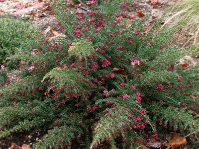 Grevillea 'Coastal Gem' Mexican Sage, Australian Trees, Australian Native Garden, Making Plant Pots, Drought Tolerant Landscape, Australian Plants, Sloped Garden, Australian Garden, Australian Native Plants