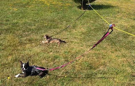 Rover Roamer Rover Roamer Sky Track Aerial Dog Run Dog Zip Line Backyard Diy, Dog Runner Ideas Backyard, Dog Zip Line, Caddy Camping, Diy Dog Run, Backyard Dog Area, Zip Line Backyard, Dog Backyard, Puppy Checklist