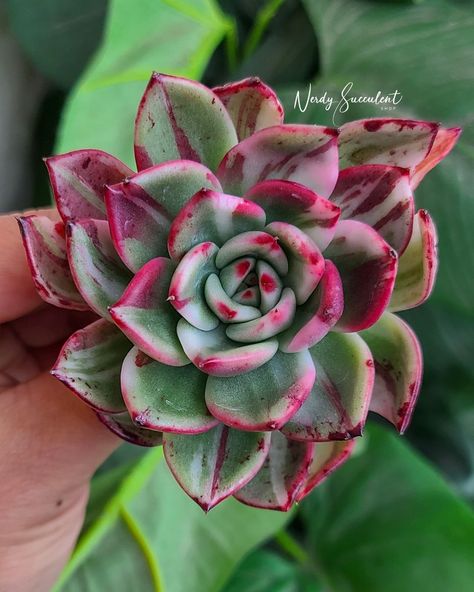 Nerdy Succulent’s Instagram photo: “The colors on this Echeveria Star Boss Variegated are unreal. I had it for a few weeks now and the colors have gotten so beautiful. It's…” Cactus, Stars, Instagram Photo, Plants, Color, Instagram