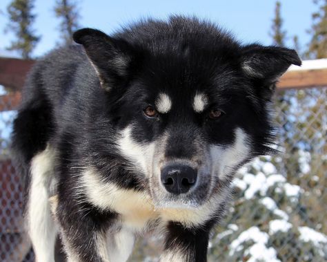 Sakhalin Husky, Agouti Husky, Alaskan Husky, Siberian Huskies, Husky Mix, Guide Dog, Mixed Breed Dogs, Husky Puppy, Husky Dogs