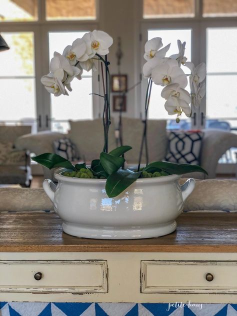 Orchids In Large Bowl, Orchid In Bowl, Orchid Bowl Centerpiece, Orchid Centerpiece Dining Room, Orchid Centerpiece Diy, Orchid Arrangements Centerpieces, Potted Orchid Centerpiece, Bowl Styling, Orchid Bowl