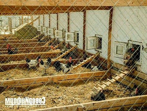 Poultry Farm Buildings, Reban Ayam, Rabbit Farming, Poultry Farm Design, Chicken Brooder, Chicken Coop Garden, Chicken Shed, Crop Farming, Chicken Barn