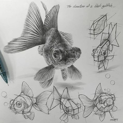 Structural Drawing, Drawn Fish, Animal Drawings Sketches, Perspective Art, Fish Drawings, Arte Sketchbook, Animal Sketches, Drawing Skills, Realistic Drawings