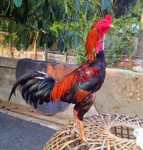 Ayam Juara: Ciri Ayam Aduan Bangkok Birma dari Thailand Ayam Thailand, Che Guevara Art, Ayam Bangkok, Gallo Fino, Game Fowl, Chicken Pictures, Chicken Art, Chicken Breeds, Illustrations And Posters