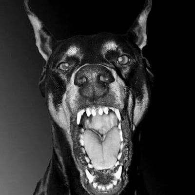 Blessed on Twitter: "… " Doberman, A Dog, Black And White, Twitter, White, Black