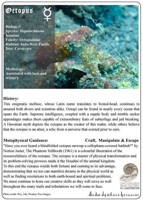 Octopus Spirit Animal Guide Totem Metaphysics All Natural Spirit Free Oracle Card allnaturalspirit.wordpress Online Octopus Meaning, Kaye Putnam, Symbolism Meaning, Spirit Animal Meaning, Animal Meanings, Peanut Butter Jar, Spiritual Animal, Animal Spirit Guides, Whale Sharks