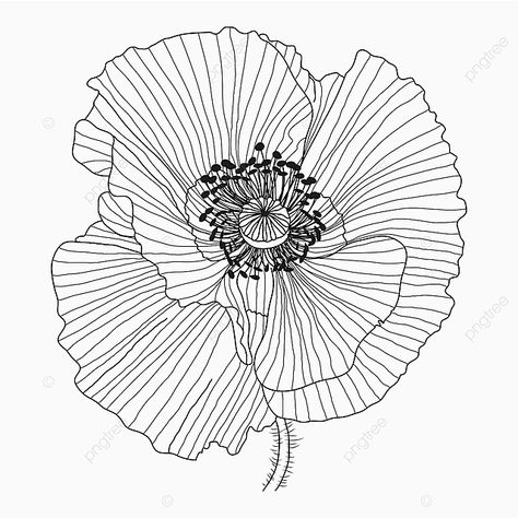 Poppy Leaf, Poppy Flower Drawing, Poppy Flower Art, Poppy Flower Tattoo, Flower Reference, Flowers Sketch, Watercolour Techniques, Poppy Drawing, White And Pink Roses