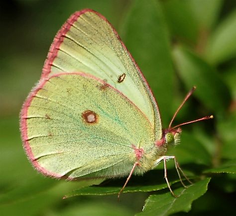 Pink Edged Sulphur Pink And Green Butterfly, Sulphur Butterfly, 2 Butterflies, Moth Caterpillar, Flying Flowers, Phone Ideas, Green Butterfly, Zoology, Pink Butterfly