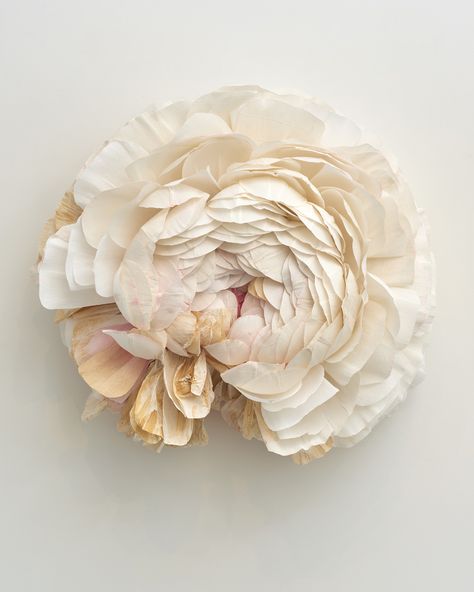 Interview: Tiffanie Turner Discusses Her Evolving Understanding of Beauty and How the Climate Crisis Impacts Her Realistic Florals | Colossal Tiffanie Turner, Peach Peonies, Colossal Art, Will Turner, Crepe Paper, Paper Sculpture, Ranunculus, Blossom Flower, Pink Peonies