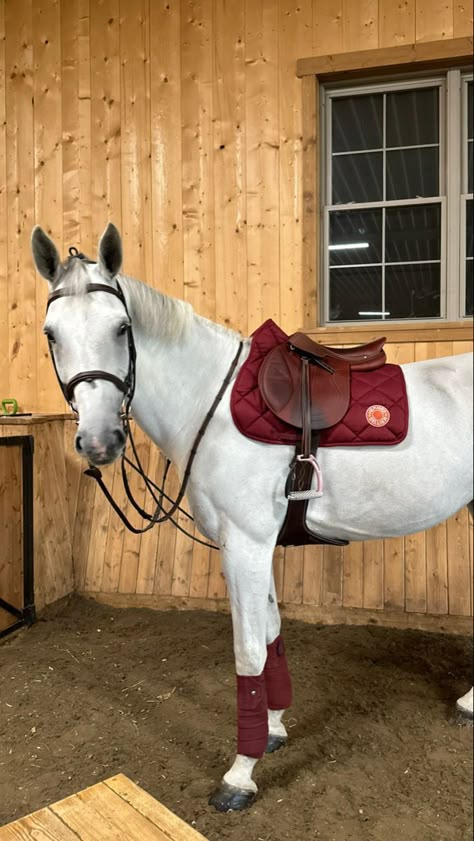 English Horse Show Aesthetic, Horse Stable Aesthetic, Cute Horse Riding Outfits, English Horse Tack, Equestrian Aesthetic, English Horse, Horse Aesthetic, Horse Stables, Equestrian Life