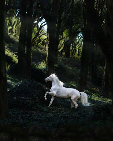 Equestrian Photography, Horse Story, Elegant Horse, Magical Horses, Dreamy Artwork, Fantasy Horses, Therapy Animals, Horse Aesthetic, Equestrian Life