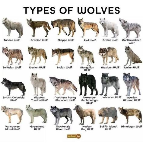 Animal Chart, Animal Identification, Womp Womp, Wild Dogs, Wolf Pack, Zoology, Writing Paper, Amphibians, Mammals