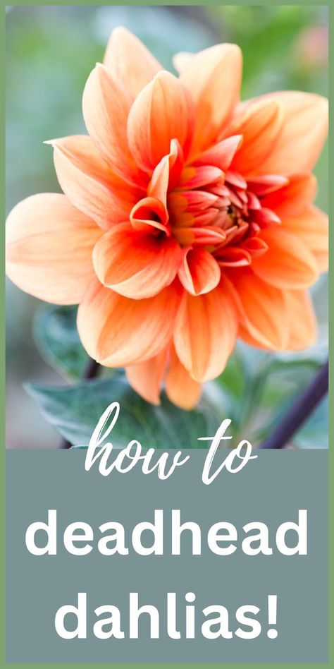 Learn how to deadhead dahlias the right way! Do you deadhead dahlias? And when? Deadheading dahlias increases more blooms and can keep your dahlias blooming over and over all season long. Learn how to deadhead dahlias with these easy tips. Daliah Flower, Deadheading Flowers, Dahlia Flower Garden, Dahlia Care, Flower Farming, Grow Flowers, Gardens Of The World, Growing Dahlias, Dahlias Garden