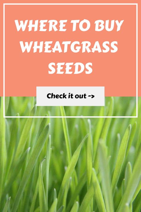 Growing your own wheatgrass is too easy NOT to do! Here’s where to buy wheatgrass seeds so you can get started growing your own wheatgrass. Contents show Options for where to buy wheatgrass seeds What to look for in wheatgrass seeds What do wheatgrass seeds cost? Options for where to buy wheatgrass… Microgreens Recipe, Growing Wheat Grass, Growing Microgreens, Wheat Berries, Organic Lifestyle, Wheat Grass, Seed Company, Organic Living, Grass Seed