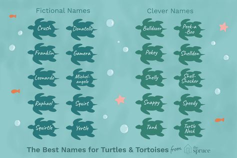 53 Perfect Names for Your Pet Turtle or Tortoise Aesthetic Turtle, Turtles Pet, Russian Tortoise Diet, Red Footed Tortoise, Turtle Names, Tortoise House, Slider Turtle, Water Turtle, Russian Tortoise