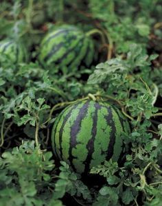 How to Grow Watermelon From Seed With Milk Watermelon Growing, Watermelon Plants, Grow Watermelon, Growing Melons, How To Grow Watermelon, Fruit Garden, Raised Bed, Yard And Garden, Growing Food