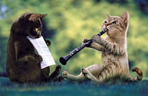 OMG, a clarinet playing CAT and his lil buddy holding his sheet music! Playing Musical Instruments, Cat Entertainment, Cats Playing, Cat Calendar, Cats Musical, Cute Kitten Gif, Kitten Gif, Oboe, Cat Playing