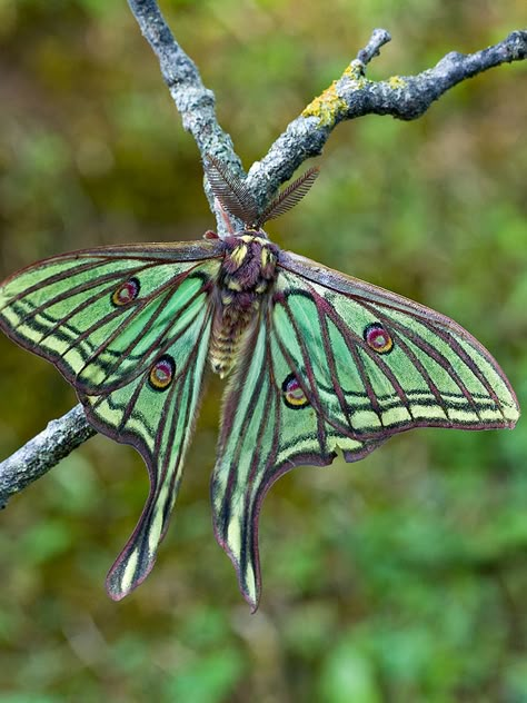 Spanish Moon Moth Spanish Moon Moth, Moon Moth, Moth Caterpillar, Moth Art, Animal Magic, Luna Moth, Extinct Animals, Back Tattoo Women, Creepy Crawlies